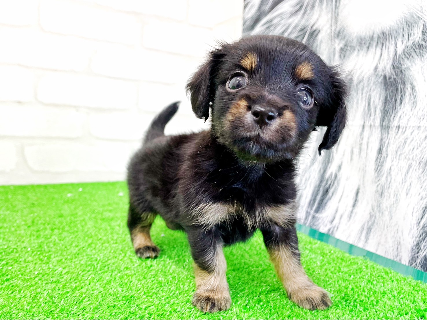 東京都のMIX犬　（父）チワワ、（母）カニヘンダックス (かねだい立川店/2025年5月10日生まれ/男の子/ブラックタンホワイト)の子犬の3枚目の画像