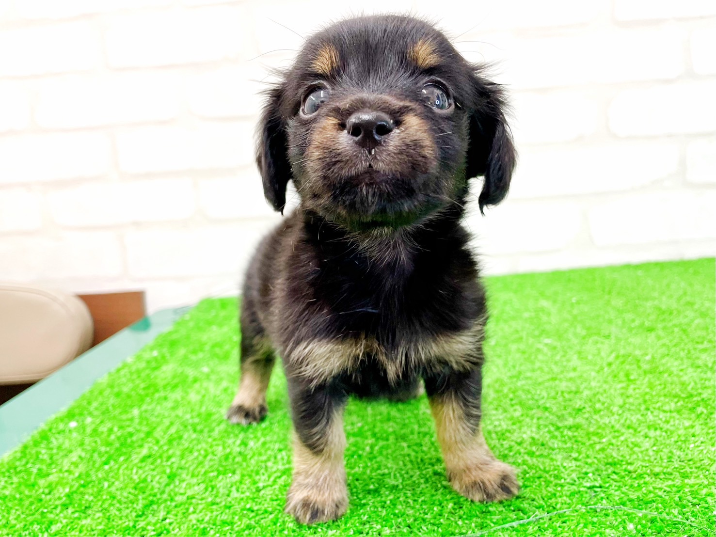 東京都のMIX犬　（父）チワワ、（母）カニヘンダックス (かねだい立川店/2025年5月10日生まれ/男の子/ブラックタンホワイト)の子犬の4枚目の画像