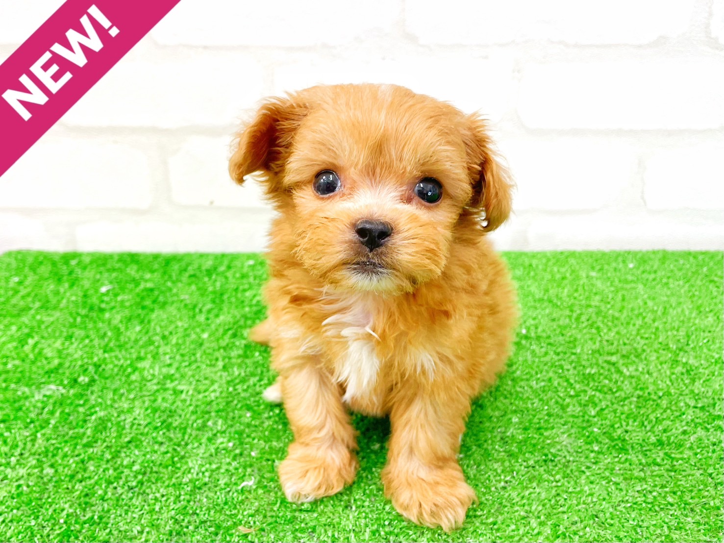 東京都のMIX犬　（父）ペキニーズ、（母）トイプードル (かねだい立川店/2025年5月10日生まれ/男の子/アプリコット)の子犬の1枚目の画像