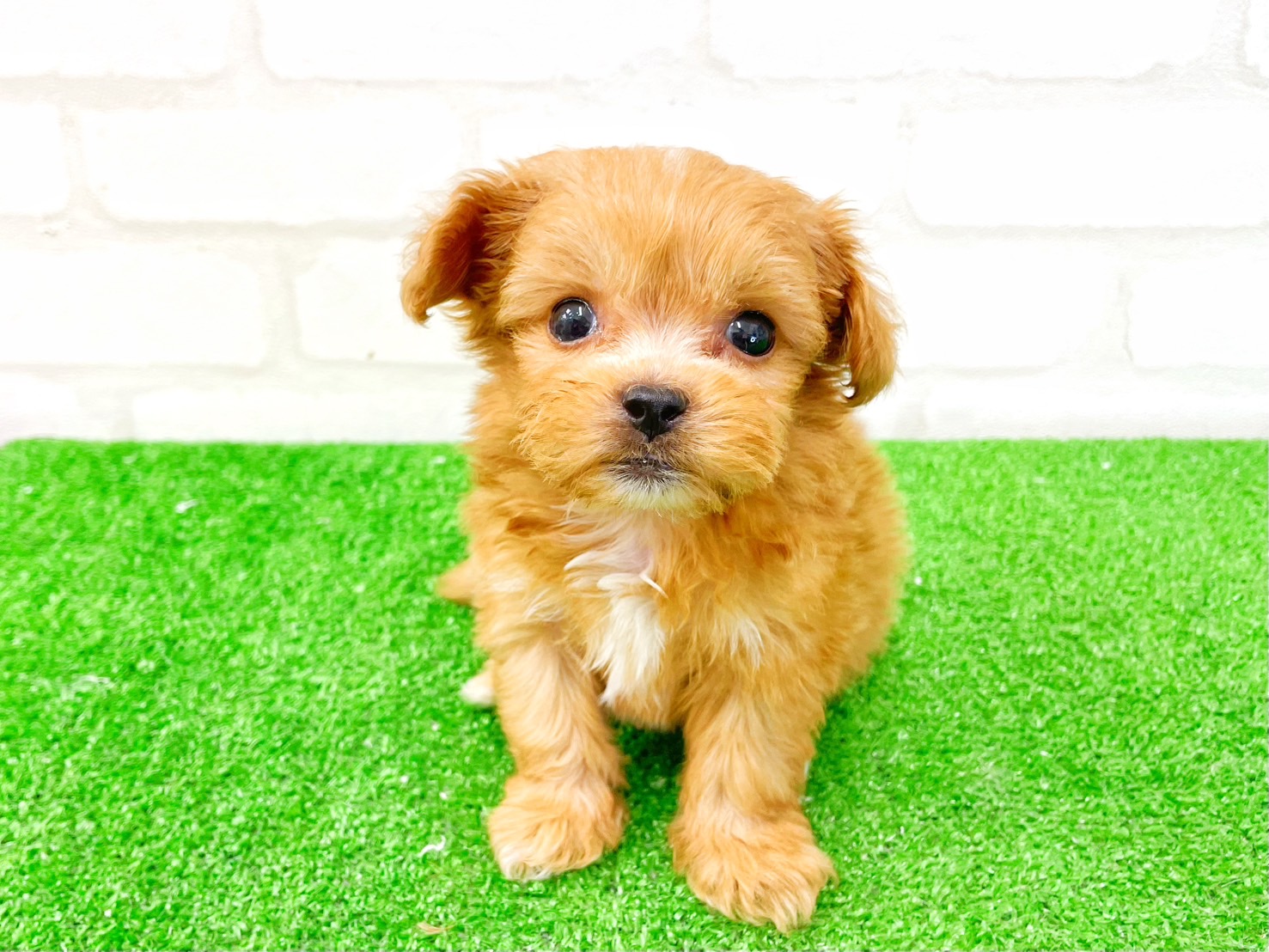 東京都のMIX犬　（父）ペキニーズ、（母）トイプードル (かねだい立川店/2025年5月10日生まれ/男の子/アプリコット)の子犬の2枚目の画像