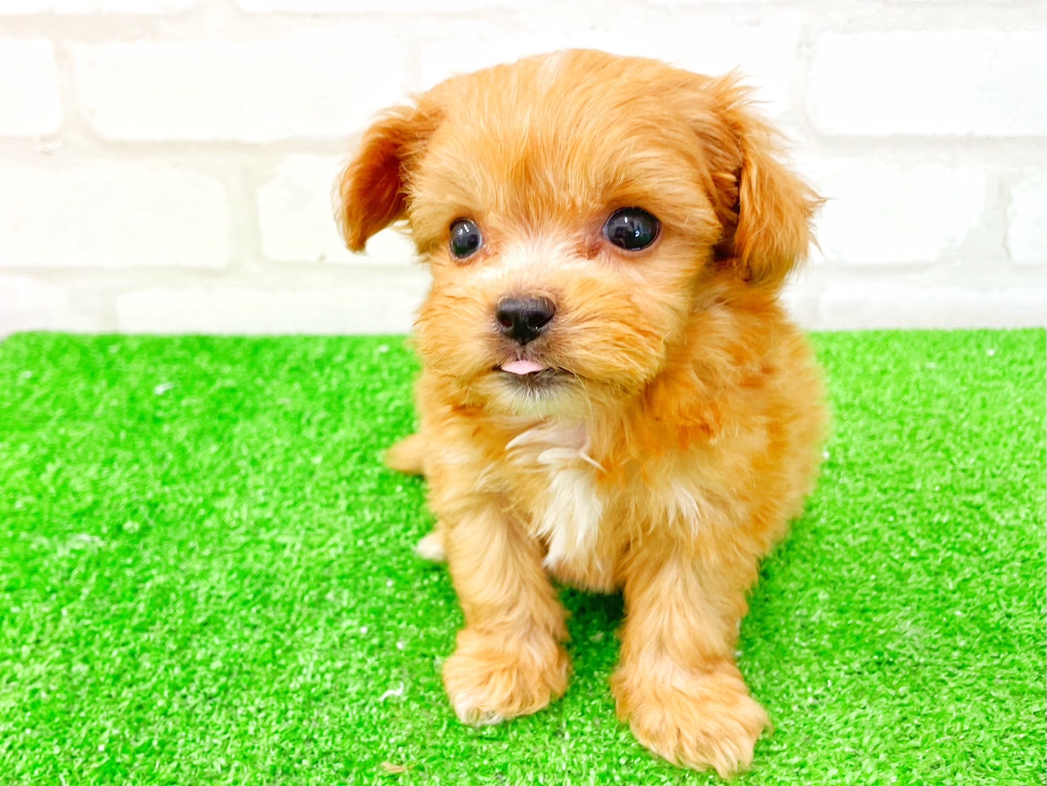 東京都のMIX犬　（父）ペキニーズ、（母）トイプードル (かねだい立川店/2025年5月10日生まれ/男の子/アプリコット)の子犬の3枚目の画像