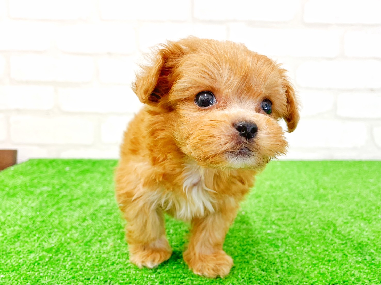 東京都のMIX犬　（父）ペキニーズ、（母）トイプードル (かねだい立川店/2025年5月10日生まれ/男の子/アプリコット)の子犬の4枚目の画像