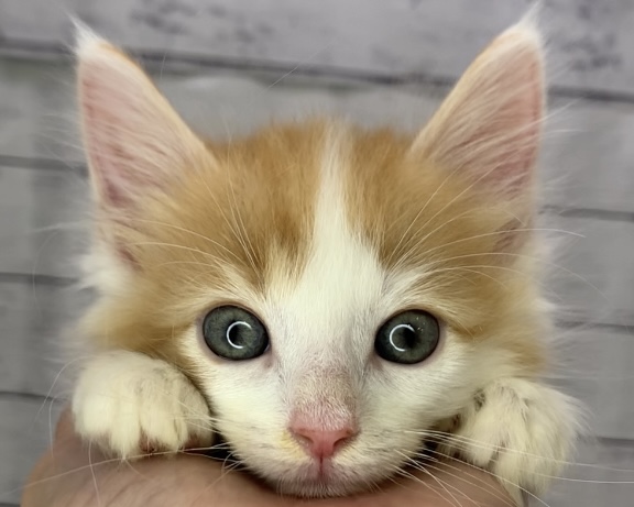 千葉県のノルウェージャンフォレストキャット (かねだい千葉店/2025年5月9日生まれ/男の子/レッドタビーホワイト)の子猫の1枚目の画像