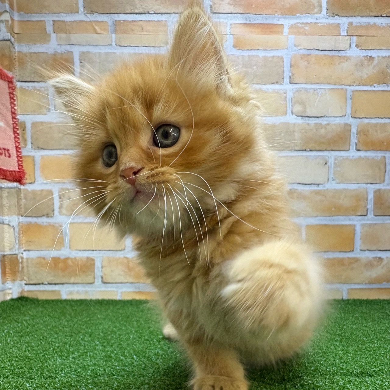 神奈川県のマンチカン (かねだい横浜店/2025年4月22日生まれ/男の子/レッドタビー)の子猫の2枚目の画像