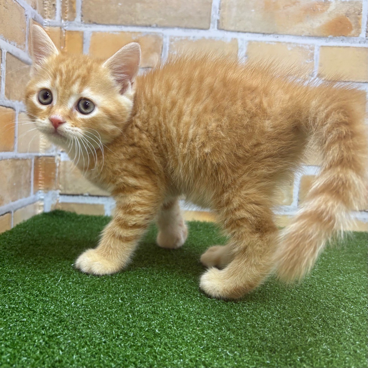 神奈川県のマンチカン (かねだい横浜店/2025年5月9日生まれ/男の子/レッドタビー)の子猫の2枚目の画像