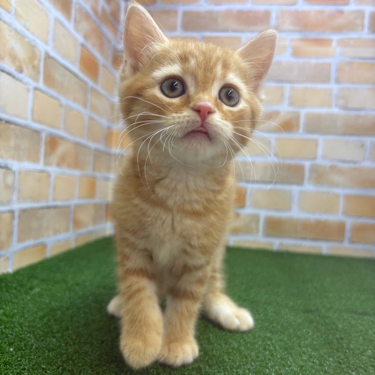 神奈川県のマンチカン (かねだい横浜店/2025年5月9日生まれ/男の子/レッドタビー)の子猫の3枚目の画像