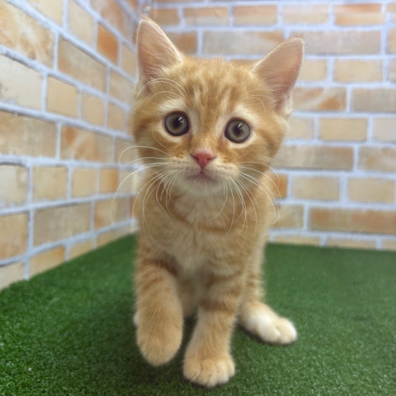 神奈川県のマンチカン (かねだい横浜店/2025年5月9日生まれ/男の子/レッドタビー)の子猫の1枚目の画像