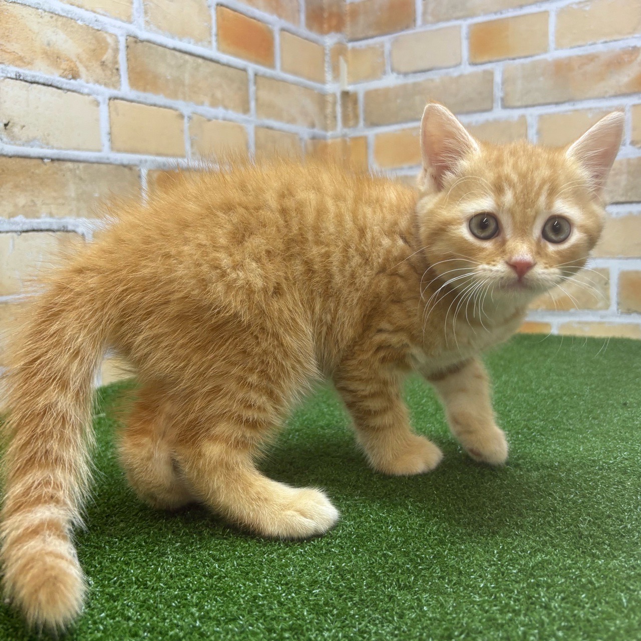神奈川県のマンチカン (かねだい横浜店/2025年5月9日生まれ/男の子/レッドタビー)の子猫の4枚目の画像