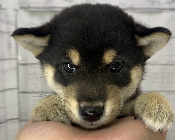 千葉県の柴犬(標準サイズ) (かねだい千葉店/2025年5月7日生まれ/男の子/黒)の子犬の1枚目の画像
