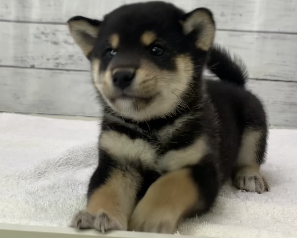 千葉県の柴犬(標準サイズ) (かねだい千葉店/2025年5月7日生まれ/男の子/黒)の子犬の2枚目の画像