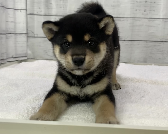 千葉県の柴犬(標準サイズ) (かねだい千葉店/2025年5月7日生まれ/男の子/黒)の子犬の3枚目の画像