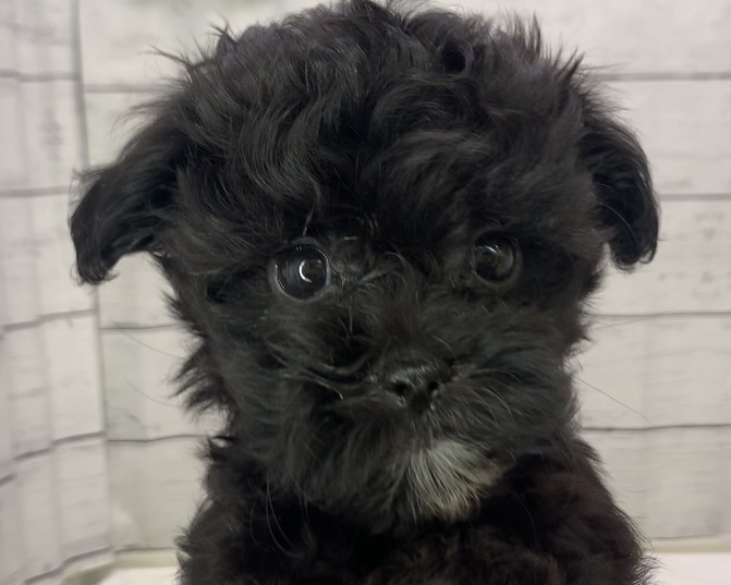 千葉県のハーフ犬・ミックス犬 (かねだい千葉店/2025年5月10日生まれ/男の子/ブラック)の子犬の1枚目の画像