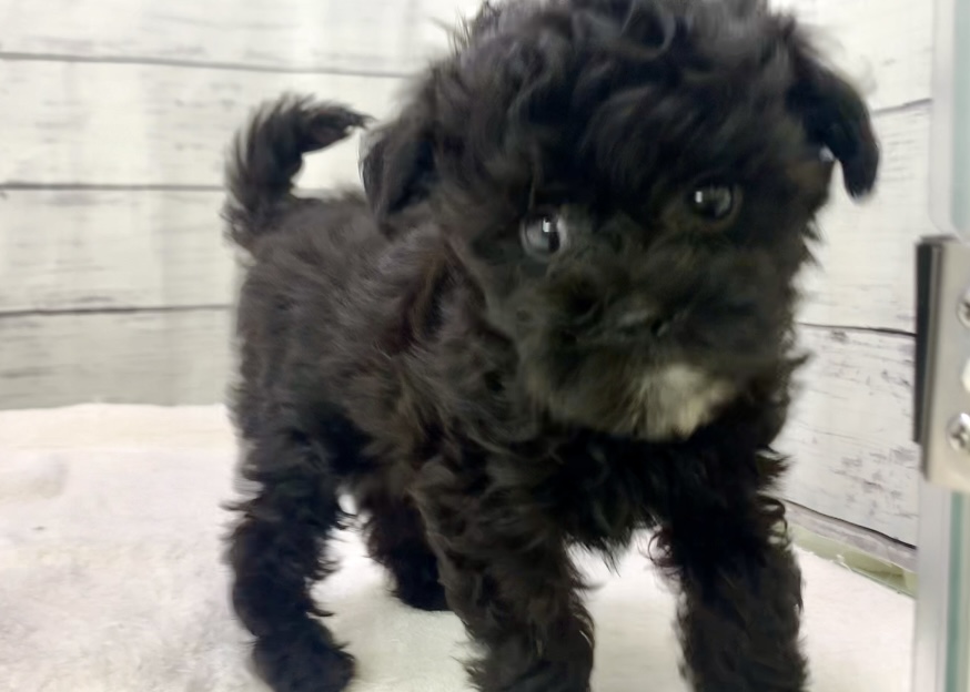 千葉県のハーフ犬・ミックス犬 (かねだい千葉店/2025年5月10日生まれ/男の子/ブラック)の子犬の2枚目の画像