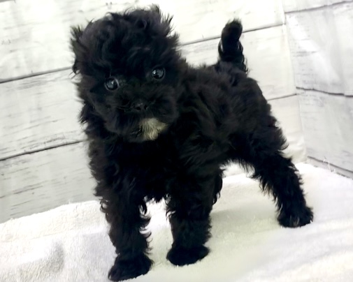 千葉県のハーフ犬・ミックス犬 (かねだい千葉店/2025年5月10日生まれ/男の子/ブラック)の子犬の3枚目の画像
