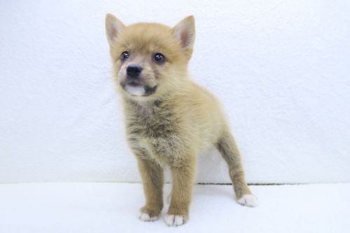 神奈川県のポメ柴/豆ポメ/ポメ豆柴(ポメラニアン×柴犬) (かねだい海老名店/2025年5月10日生まれ/女の子/赤)の子犬の1枚目の画像