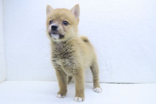 神奈川県のポメ柴/豆ポメ/ポメ豆柴(ポメラニアン×柴犬) (かねだい海老名店/2025年5月10日生まれ/女の子/赤)の子犬の2枚目の画像