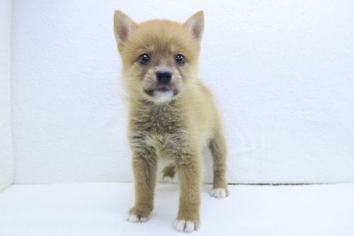 神奈川県のポメ柴/豆ポメ/ポメ豆柴(ポメラニアン×柴犬) (かねだい海老名店/2025年5月10日生まれ/女の子/赤)の子犬の3枚目の画像
