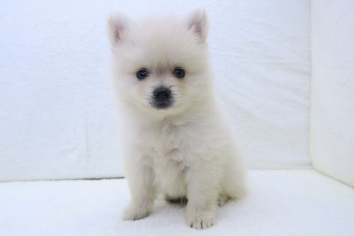神奈川県のポメラニアン (かねだい海老名店/2025年5月11日生まれ/男の子/クリーム)の子犬の1枚目の画像