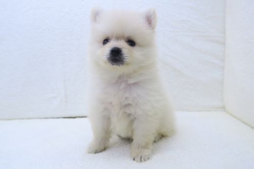 神奈川県のポメラニアン (かねだい海老名店/2025年5月11日生まれ/男の子/クリーム)の子犬の2枚目の画像