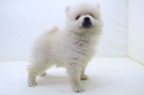 神奈川県のポメラニアン (かねだい海老名店/2025年5月11日生まれ/男の子/クリーム)の子犬の3枚目の画像