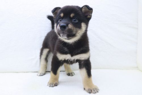 神奈川県の柴犬(標準サイズ) (かねだい海老名店/2025年5月10日生まれ/女の子/黒)の子犬の1枚目の画像