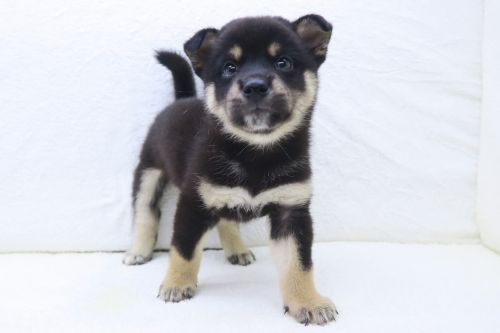 神奈川県の柴犬(標準サイズ) (かねだい海老名店/2025年5月10日生まれ/女の子/黒)の子犬の2枚目の画像