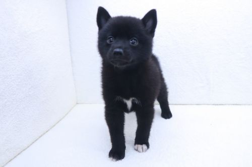神奈川県のポメ柴/豆ポメ/ポメ豆柴(ポメラニアン×柴犬) (かねだい海老名店/2025年5月10日生まれ/女の子/ブラック)の子犬の1枚目の画像
