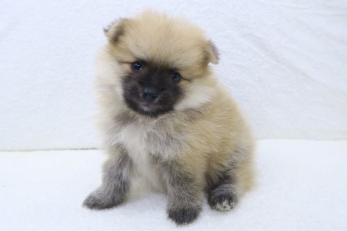 神奈川県のポメラニアン (かねだい海老名店/2025年5月10日生まれ/女の子/オレンジ)の子犬の1枚目の画像