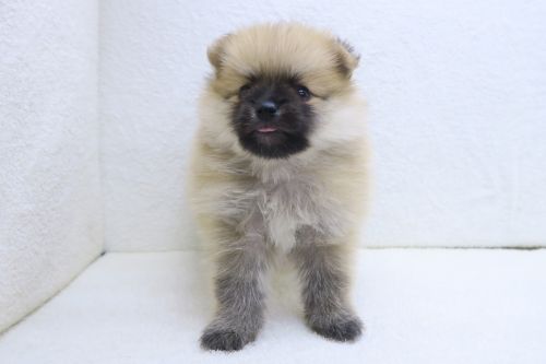 神奈川県のポメラニアン (かねだい海老名店/2025年5月10日生まれ/女の子/オレンジ)の子犬の2枚目の画像