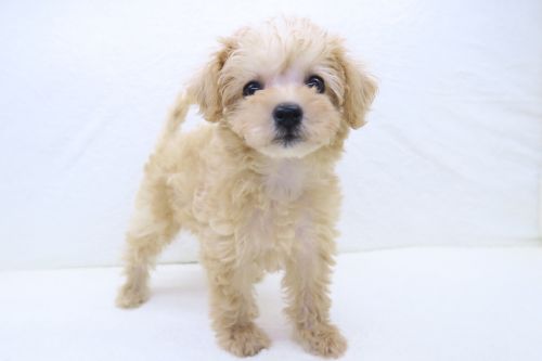 神奈川県のハーフ犬・ミックス犬 (かねだい海老名店/2025年5月11日生まれ/女の子/アプリコット)の子犬の1枚目の画像