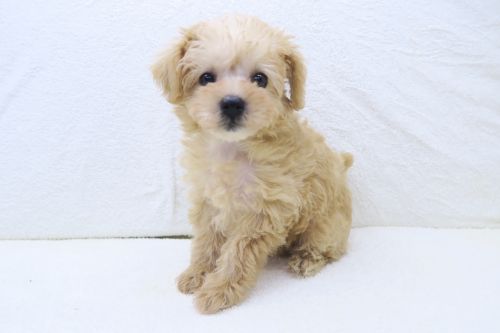神奈川県のハーフ犬・ミックス犬 (かねだい海老名店/2025年5月11日生まれ/女の子/アプリコット)の子犬の2枚目の画像