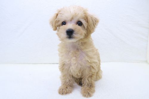 神奈川県のハーフ犬・ミックス犬 (かねだい海老名店/2025年5月11日生まれ/女の子/アプリコット)の子犬の3枚目の画像