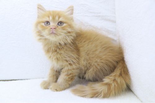 神奈川県のミヌエット (かねだい海老名店/2025年5月5日生まれ/男の子/レッドタビー)の子猫の1枚目の画像