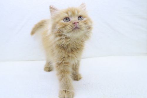 神奈川県のミヌエット (かねだい海老名店/2025年5月5日生まれ/男の子/レッドタビー)の子猫の2枚目の画像