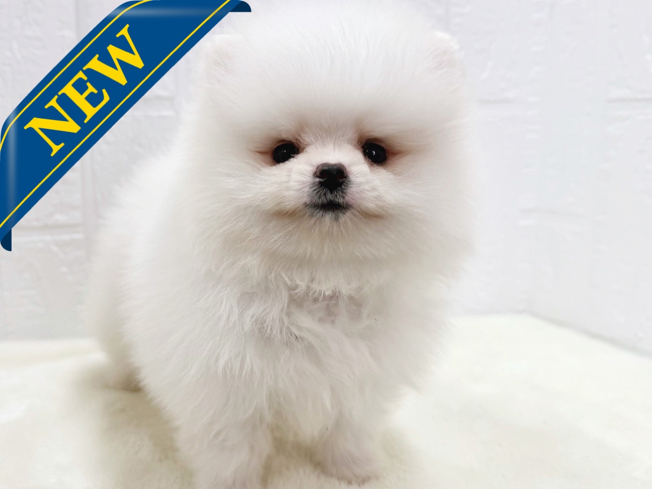 東京都のポメラニアン (かねだい青梅店/2025年5月13日生まれ/男の子/クリーム)の子犬の1枚目の画像
