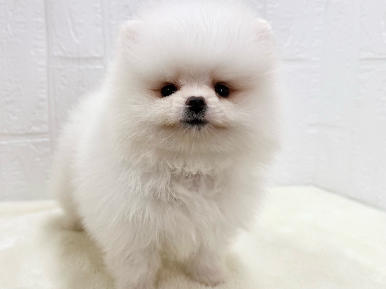 東京都のポメラニアン (かねだい青梅店/2025年5月13日生まれ/男の子/クリーム)の子犬の2枚目の画像