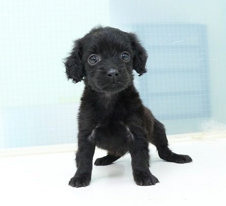 神奈川県のハーフ犬・ミックス犬 (かねだい伊勢原店/2025年5月12日生まれ/女の子/ブラック)の子犬