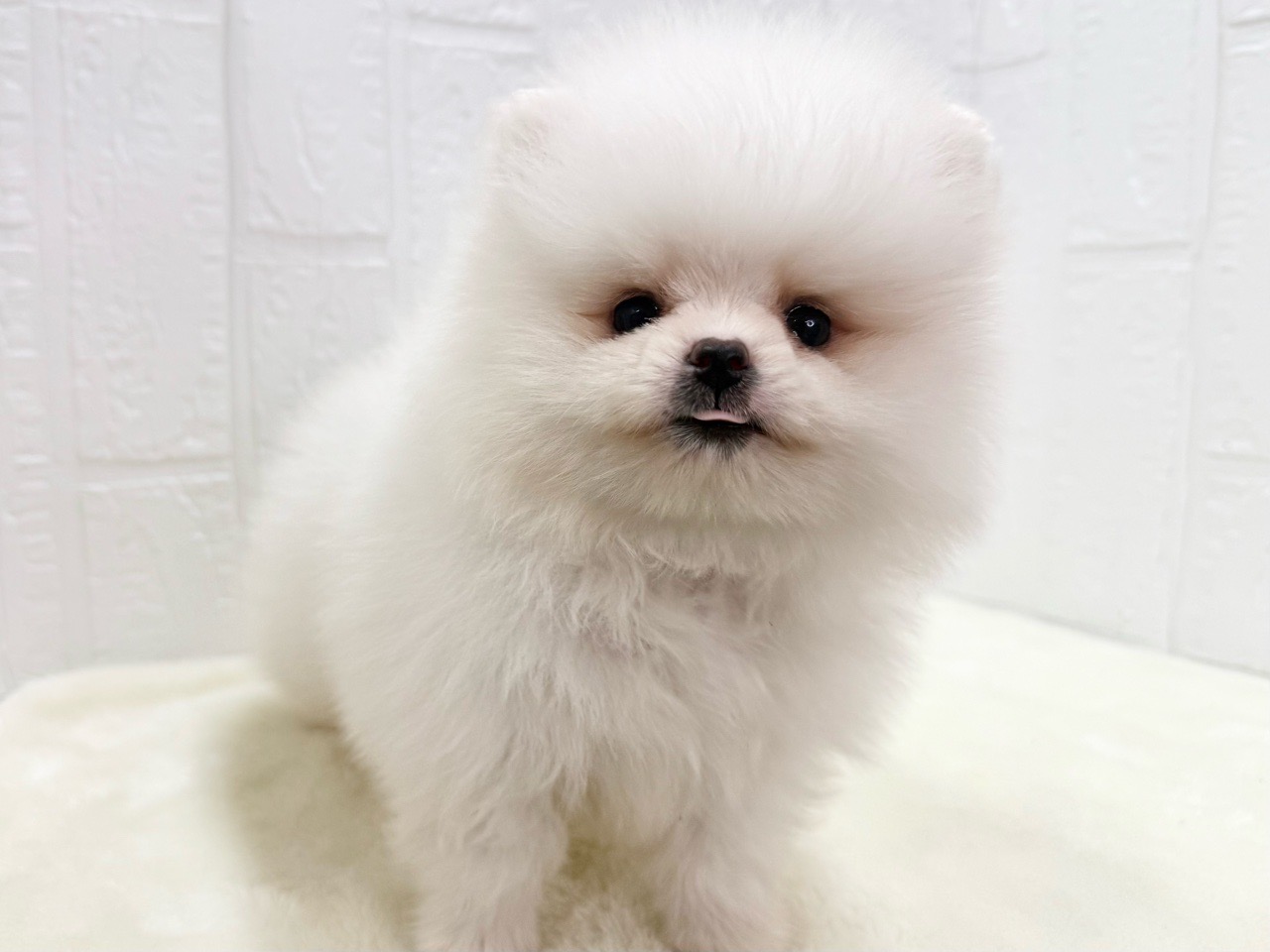 東京都のポメラニアン (かねだい青梅店/2025年5月13日生まれ/男の子/クリーム)の子犬の3枚目の画像