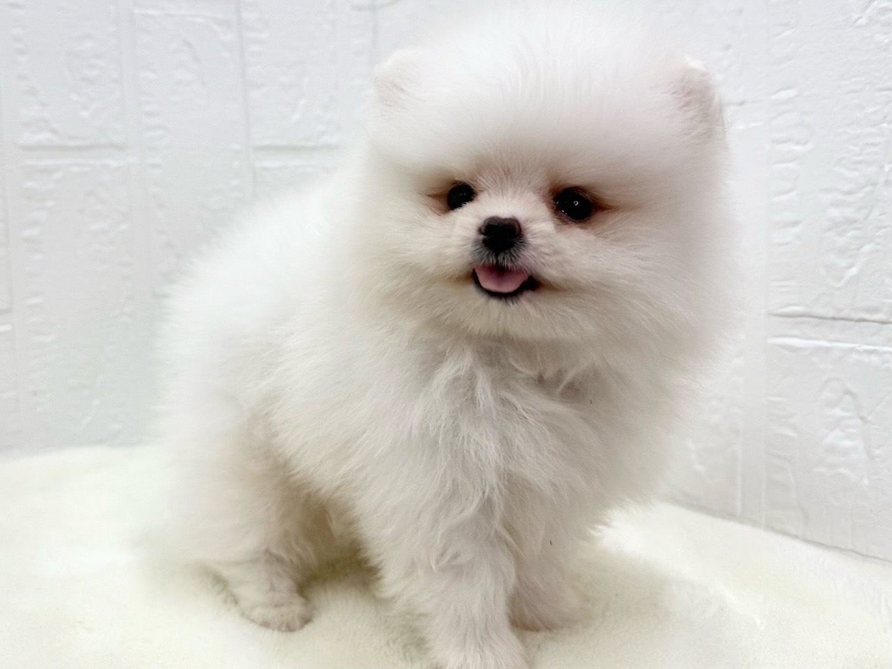 東京都のポメラニアン (かねだい青梅店/2025年5月13日生まれ/男の子/クリーム)の子犬の4枚目の画像