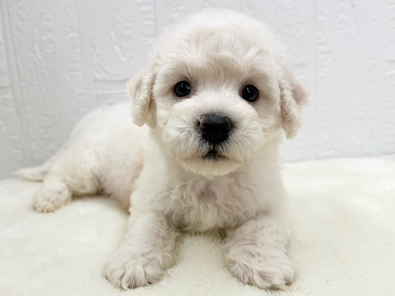東京都のビションフリーゼ (かねだい青梅店/2025年5月11日生まれ/男の子/ホワイト)の子犬の3枚目の画像