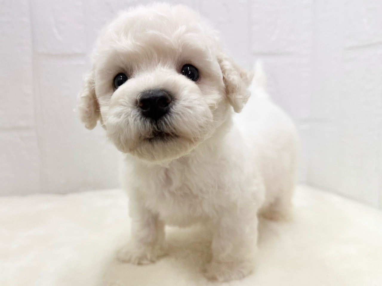 東京都のビションフリーゼ (かねだい青梅店/2025年5月11日生まれ/男の子/ホワイト)の子犬の4枚目の画像