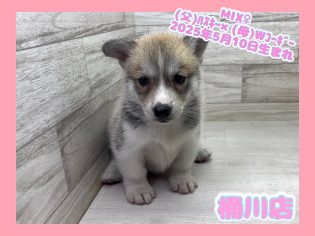 埼玉県のハーフ犬・ミックス犬 (かねだい桶川店/2025年5月10日生まれ/女の子/その他色)の子犬の1枚目の画像