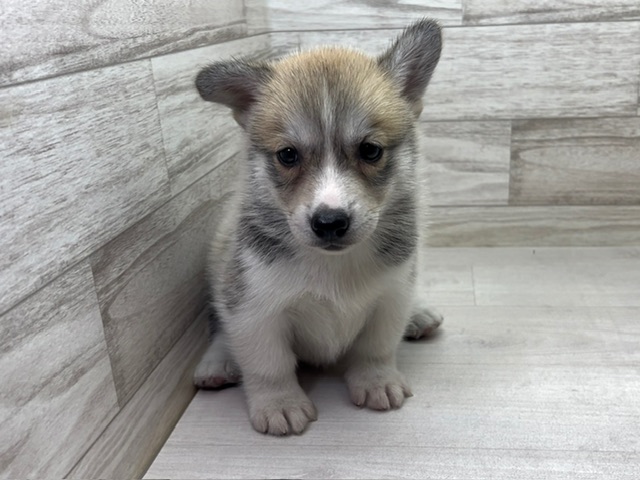 埼玉県のハーフ犬・ミックス犬 (かねだい桶川店/2025年5月10日生まれ/女の子/その他色)の子犬の2枚目の画像