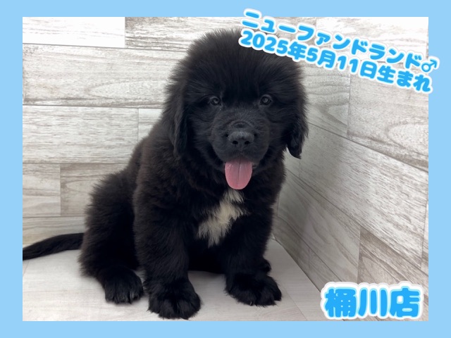 埼玉県のニューファンドランド (かねだい桶川店/2025年5月11日生まれ/男の子/ブラック)の子犬の1枚目の画像