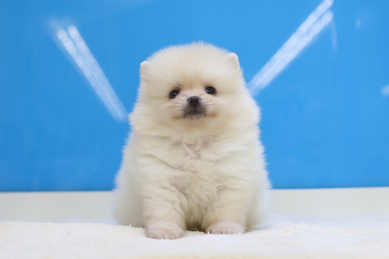 埼玉県のポメラニアン (かねだい草加店/2025年5月12日生まれ/男の子/クリーム)の子犬の1枚目の画像