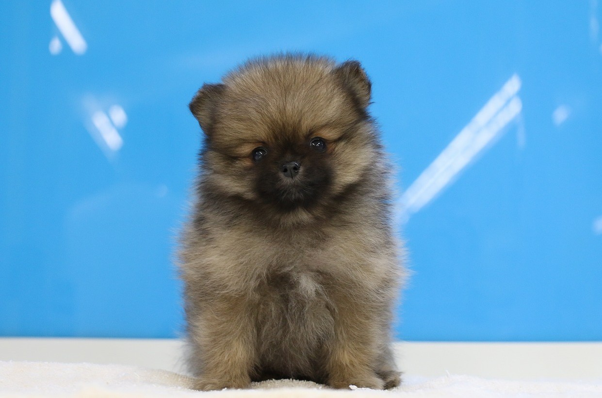 埼玉県のポメラニアン (かねだい草加店/2025年5月7日生まれ/女の子/オレンジ)の子犬の1枚目の画像