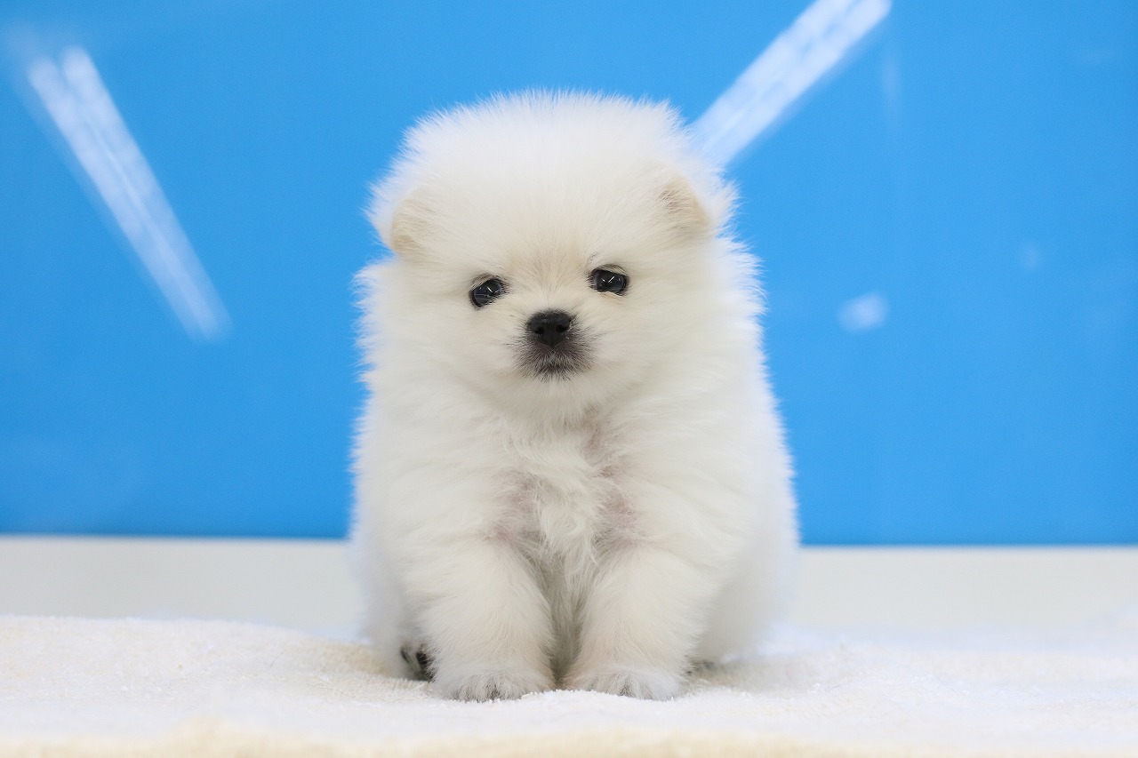埼玉県のポメラニアン (かねだい草加店/2025年5月12日生まれ/女の子/クリーム)の子犬の1枚目の画像