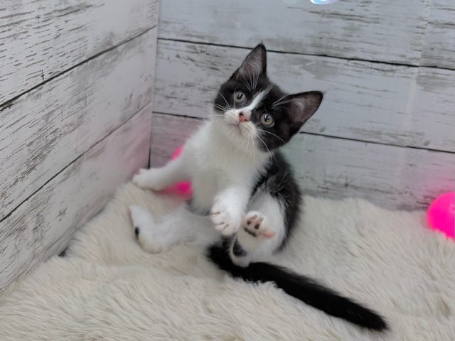 新潟県のマンチカン (かねだいペットトライアル魚沼/2025年5月4日生まれ/女の子/ブラックホワイト)の子猫の4枚目の画像