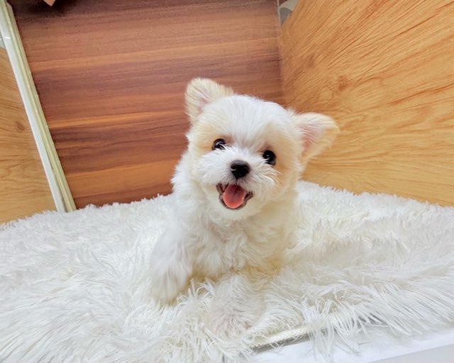 群馬県のハーフ犬・ミックス犬 (かねだいペットトライアル桐生/2025年4月15日生まれ/男の子/クリーム)の子犬の1枚目の画像