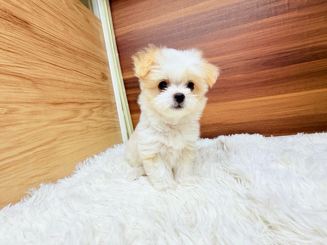 群馬県のハーフ犬・ミックス犬 (かねだいペットトライアル桐生/2025年4月15日生まれ/男の子/クリーム)の子犬の2枚目の画像